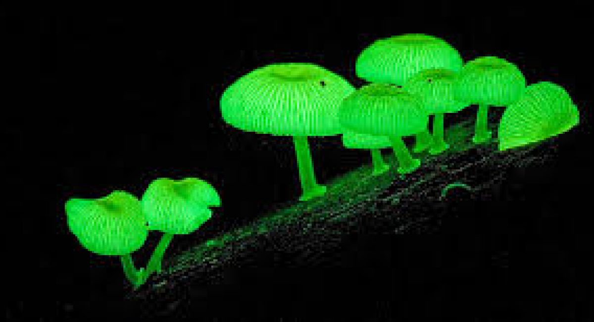 bioluminescent fungi